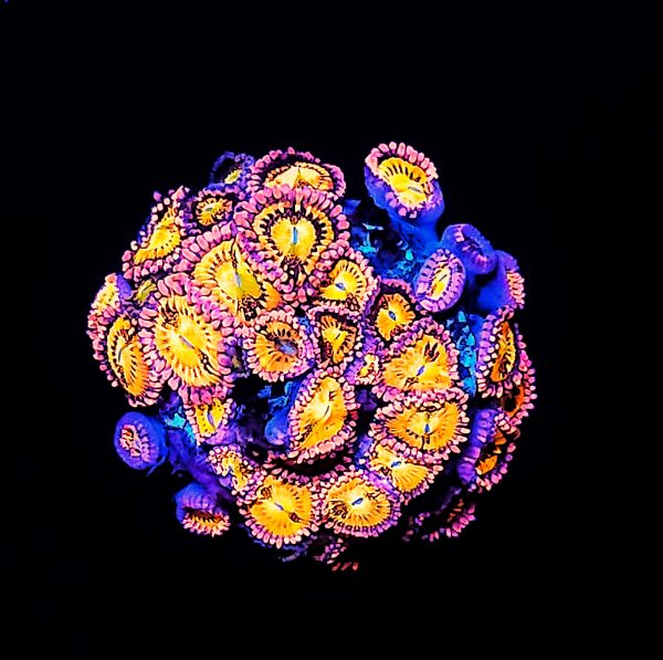 Zoanthus Alien Antivenom Kolonie