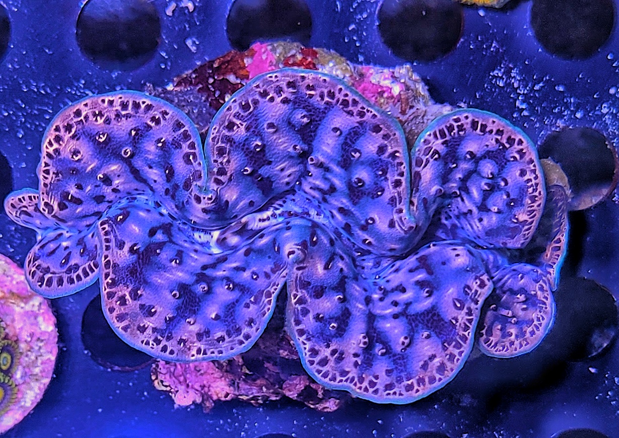 Saxoniacorals Meerwasser Leipzig Korallen Zucht Leipzig