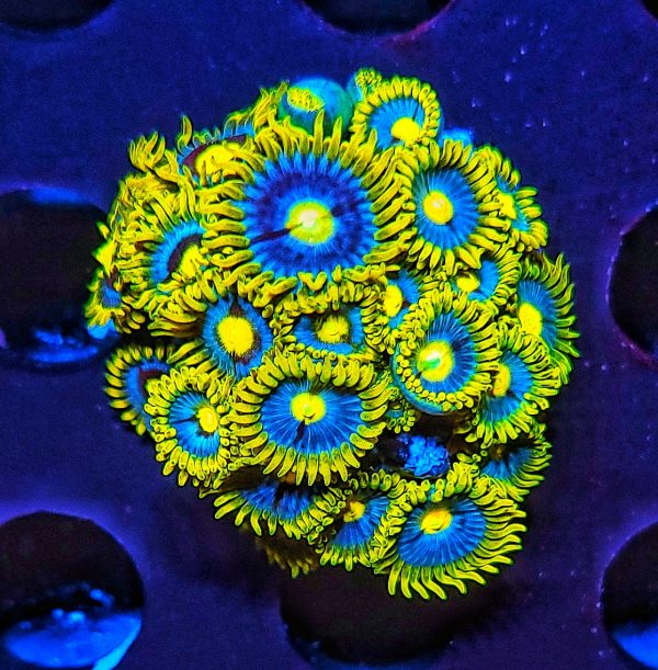 Blueberry Pie Zoanthus Kolonie WYSIWYG