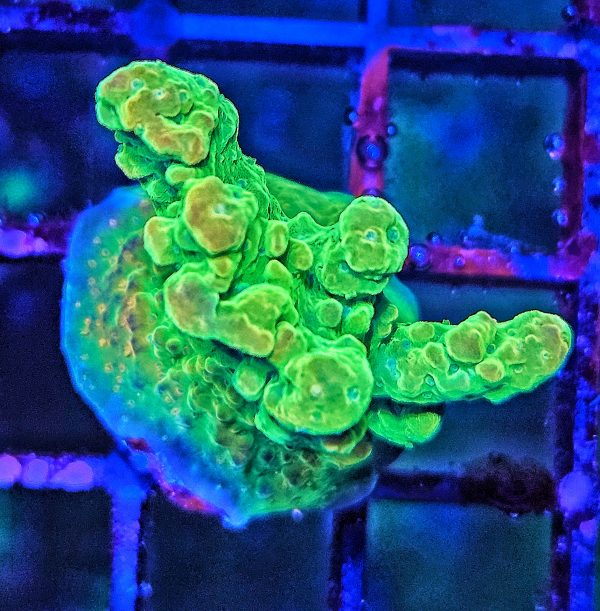 Acropora Sour Patch WYSIWYG