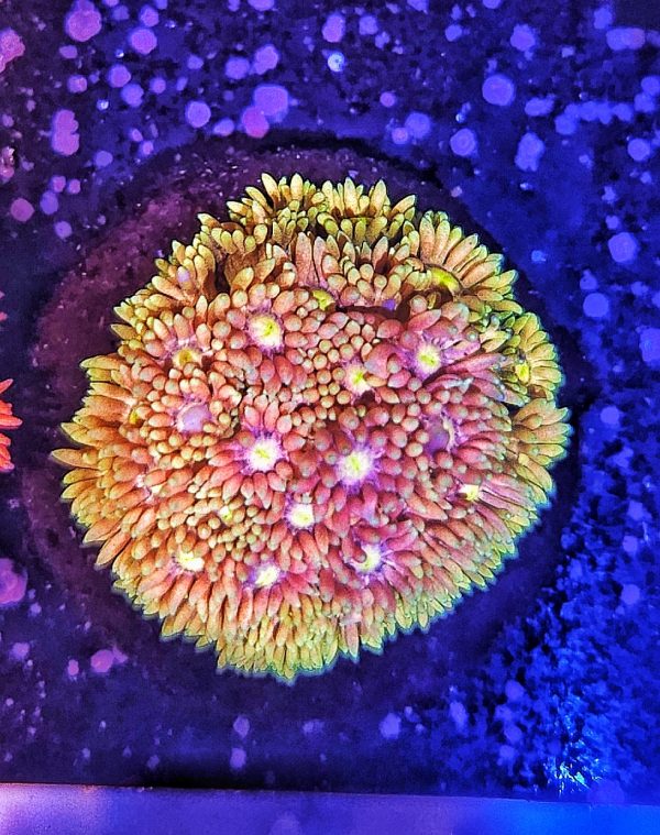 Goniopora Multicolor WYSIWYG