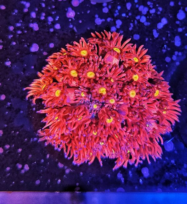 Goniopora Rainbow WYSIWYG