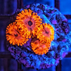 Zoanthus Utter Chaos WYSIWYG