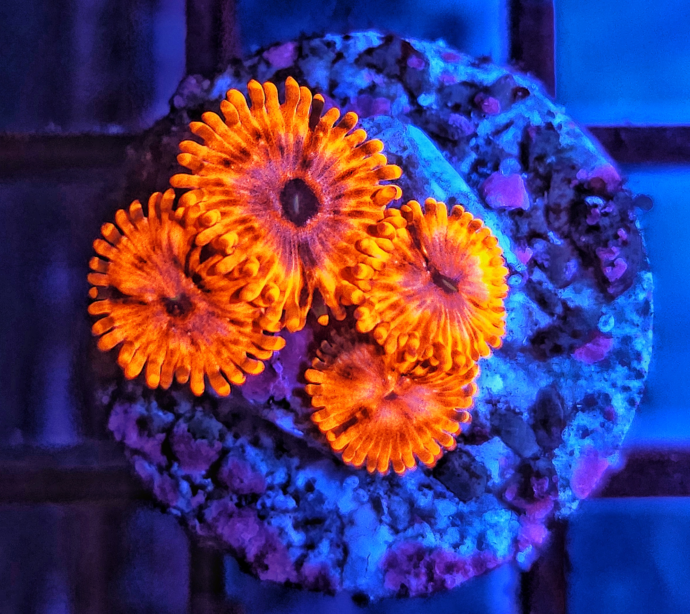 Zoanthus Utter Chaos WYSIWYG