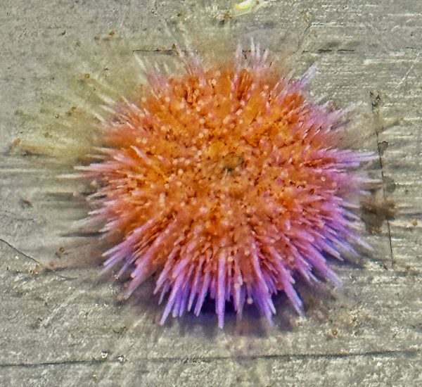 Pink Lady Seeigel