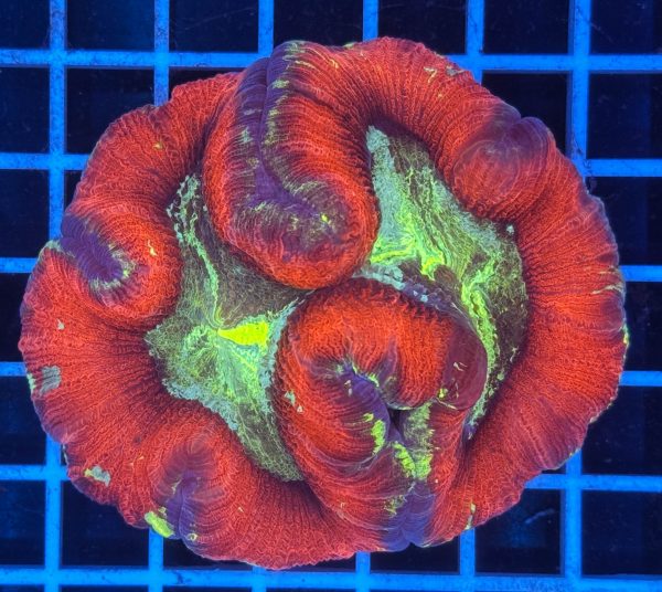 Saxoniacorals Meerwasser Leipzig Korallen Zucht Leipzig Trachyphyllia geoffroyi Multicolor