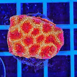 Hirnkoralle Favia Red / Yellow
