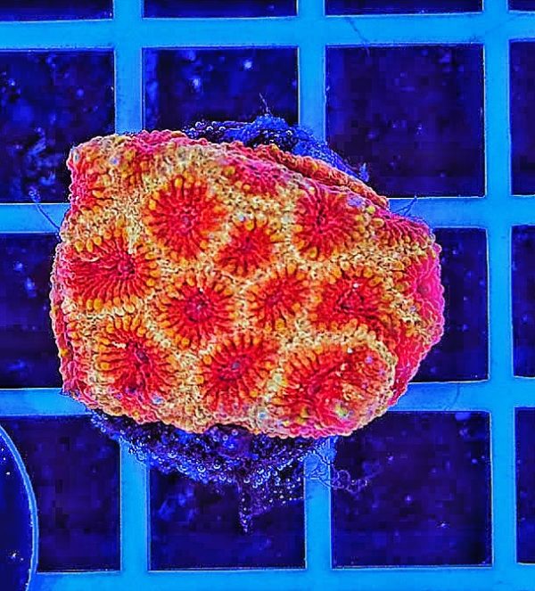 Hirnkoralle Favia Red / Yellow