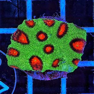 Hirnkoralle Favia Green / Red