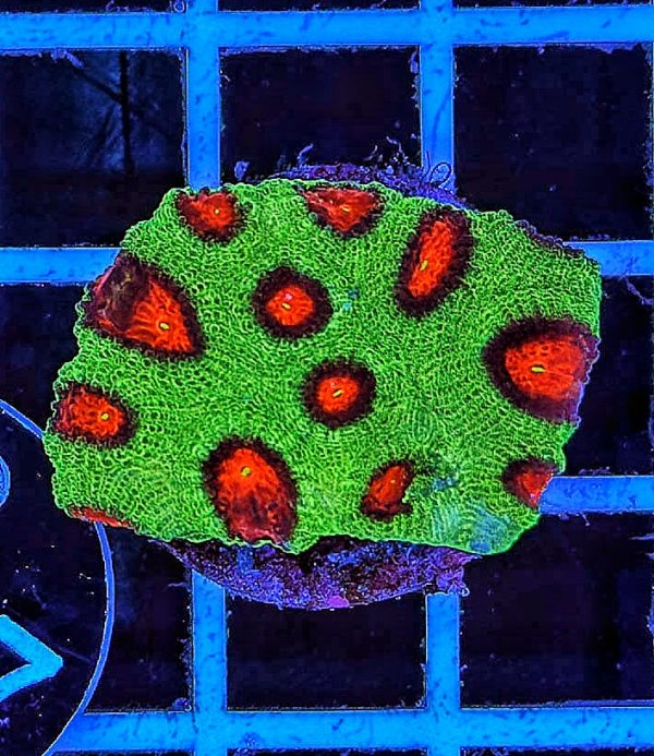 Hirnkoralle Favia Green / Red