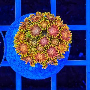 Goniopora Multicolor WYSIWYG