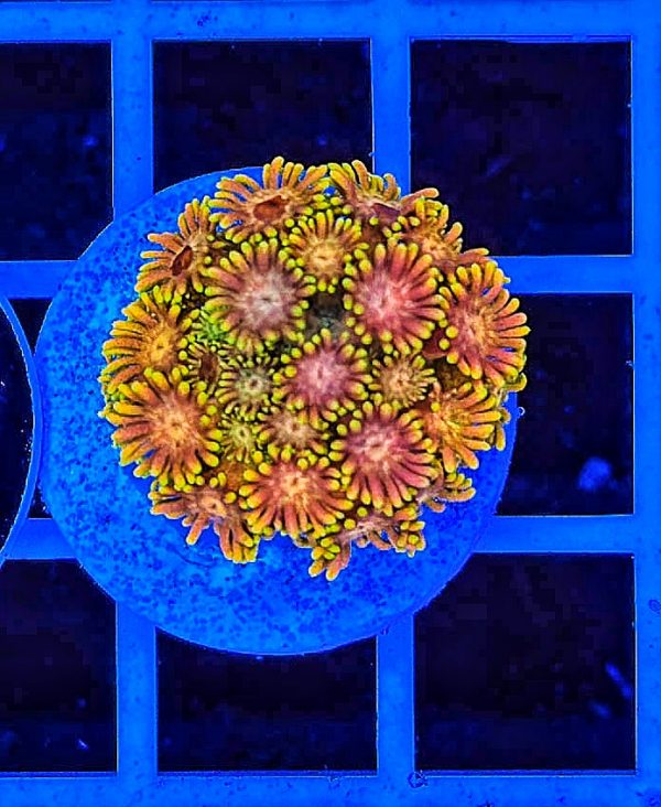 Goniopora Multicolor WYSIWYG