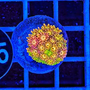 Goniopora Multicolor WYSIWYG