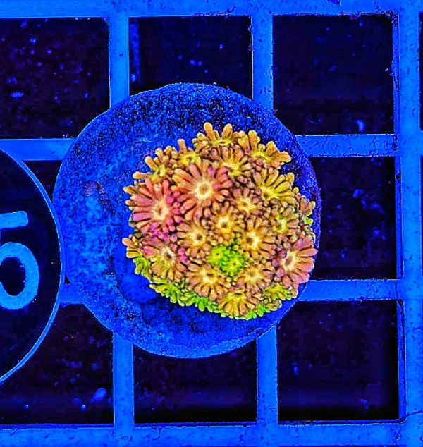 Goniopora Multicolor WYSIWYG