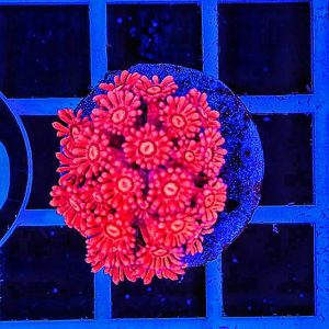 Goniopora Red WYSIWYG