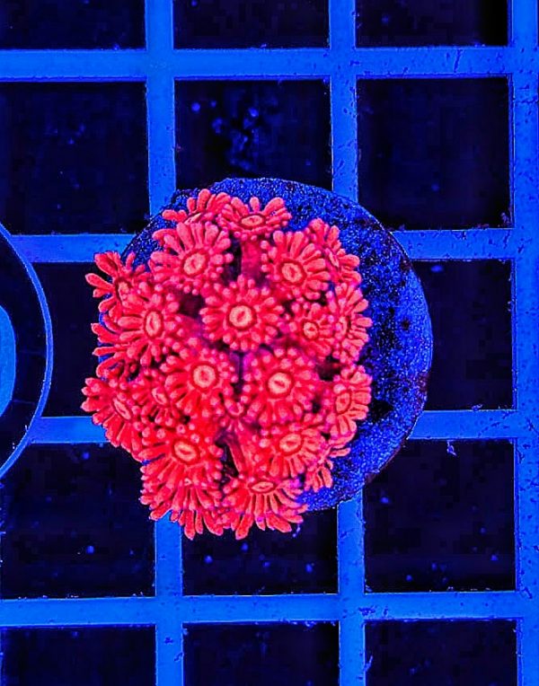 Goniopora Red WYSIWYG