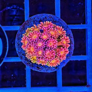 Goniopora Multicolor WYSIWYG