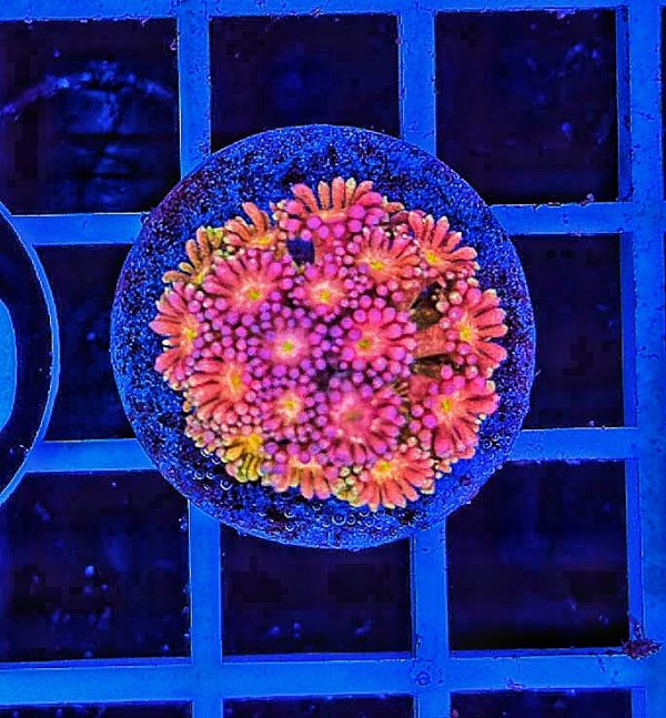 Goniopora Multicolor WYSIWYG