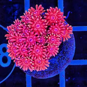 Goniopora Red WYSIWYG