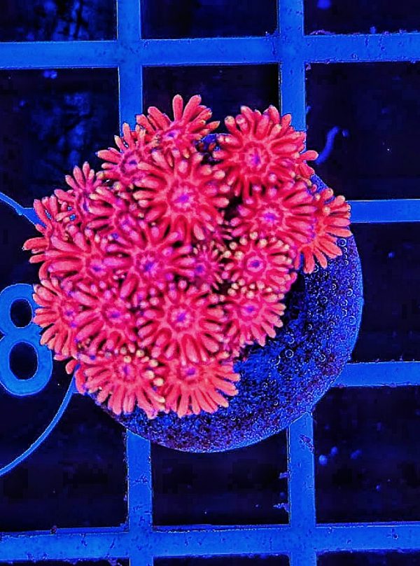 Goniopora Red WYSIWYG