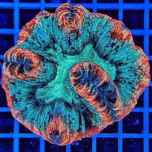 Trachyphyllia geoffroyi Multicolor