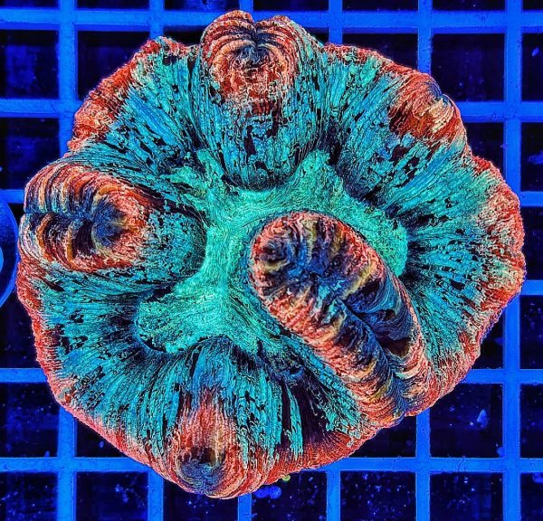 Trachyphyllia geoffroyi Multicolor
