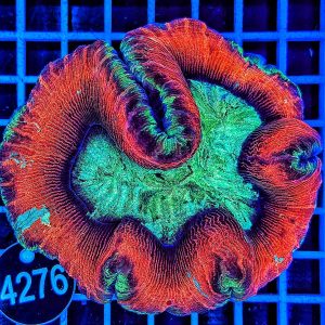 Trachyphyllia geoffroyi Multicolor