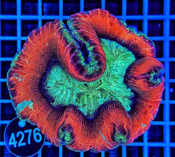 Trachyphyllia geoffroyi Multicolor