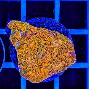 Chalice Orange Rainbow WYSIWYG