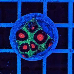 Hirnkoralle Favia Green / Red