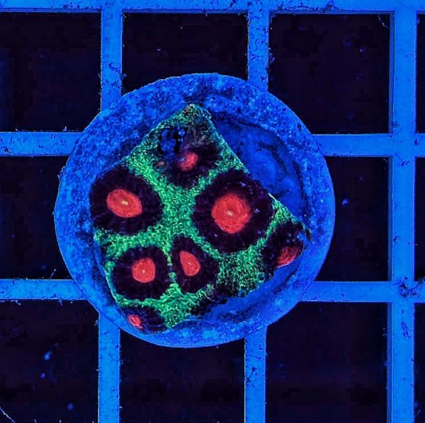 Hirnkoralle Favia Green / Red