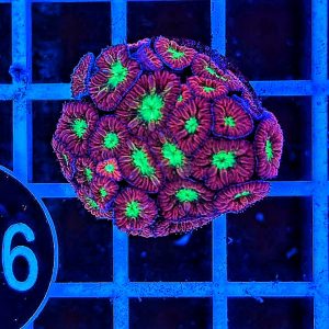 Blastomussa merletti WYSIWYG