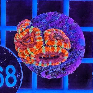 Micromussa Lordhowensis Multicolor