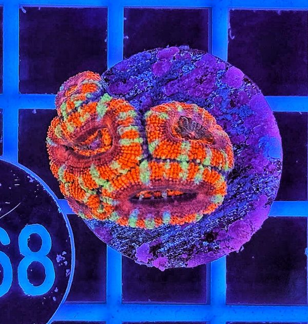 Micromussa Lordhowensis Multicolor