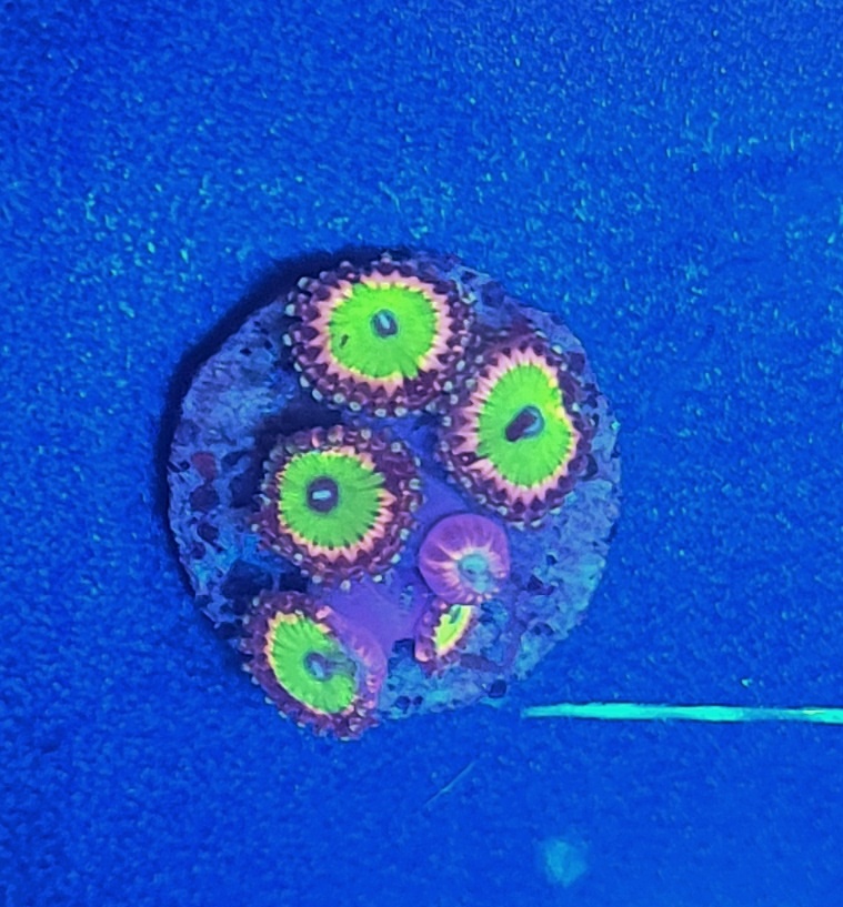 Candy Apple Zoanthus » Saxonia Corals