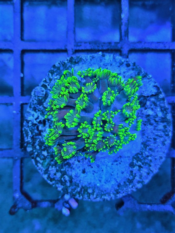 Goniopora Mastergrade Saxonia Corals