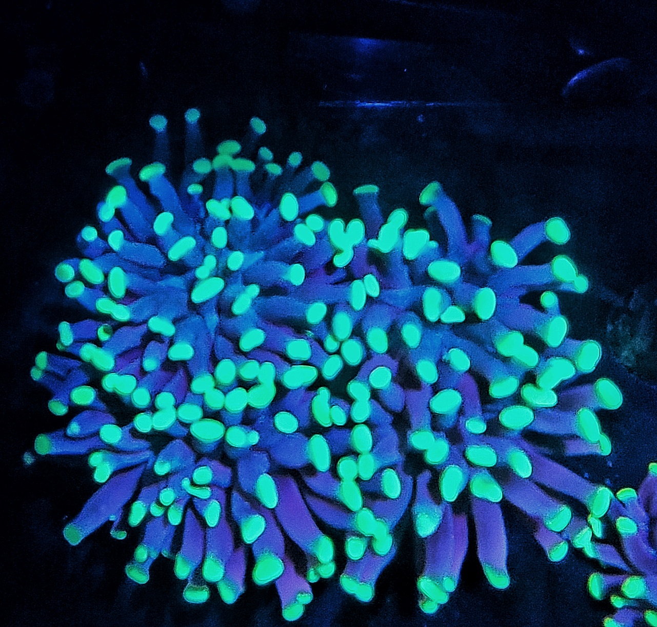 Euphyllia Paraancora Black Toxicgreen 3 Köpfe » Saxonia Corals