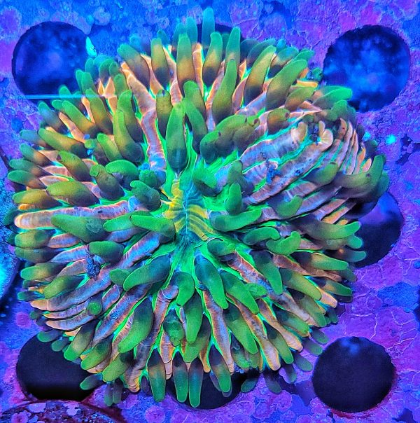 Fungia Rainbow L