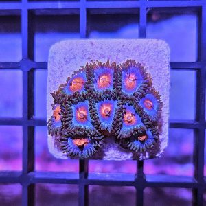 Miami Vice Zoanthus