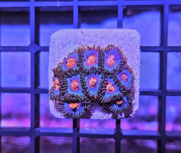 Miami Vice Zoanthus