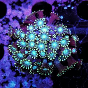 Alveopora green / purple WYSIWYG