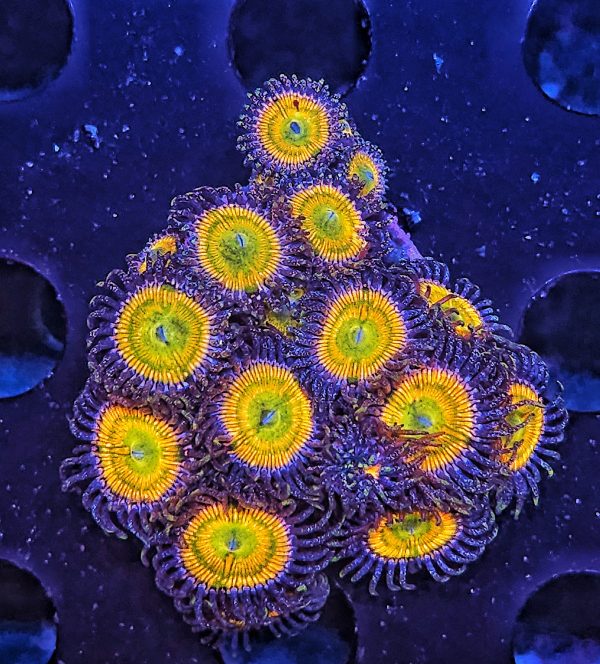 Zoanthus Sunny D. WYSIWYG