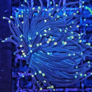 Euphyllia Glabrescens Black