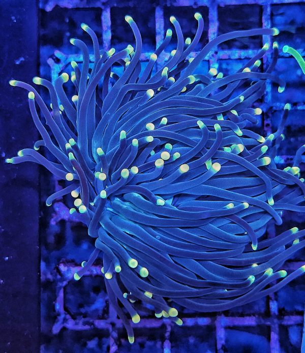 Euphyllia Glabrescens Black