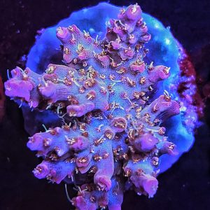 Acropora Vivids Confetti WYSIWYG