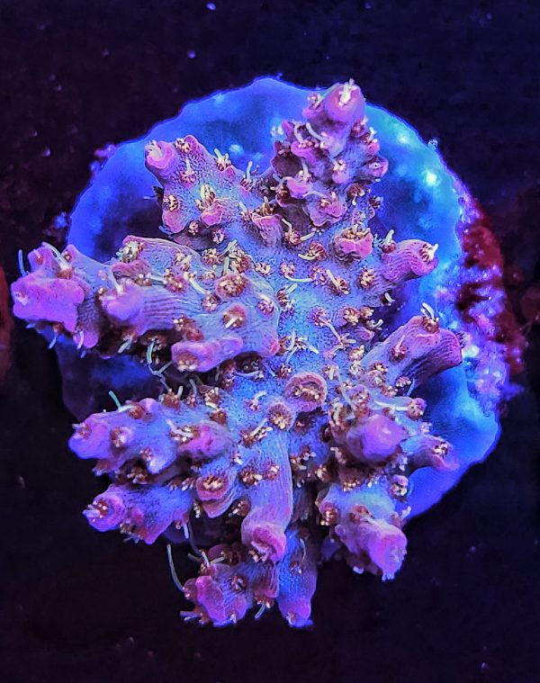 Acropora Vivids Confetti WYSIWYG