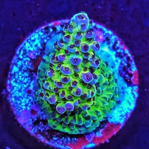 Acropora Hyacinthus WYSIWYG