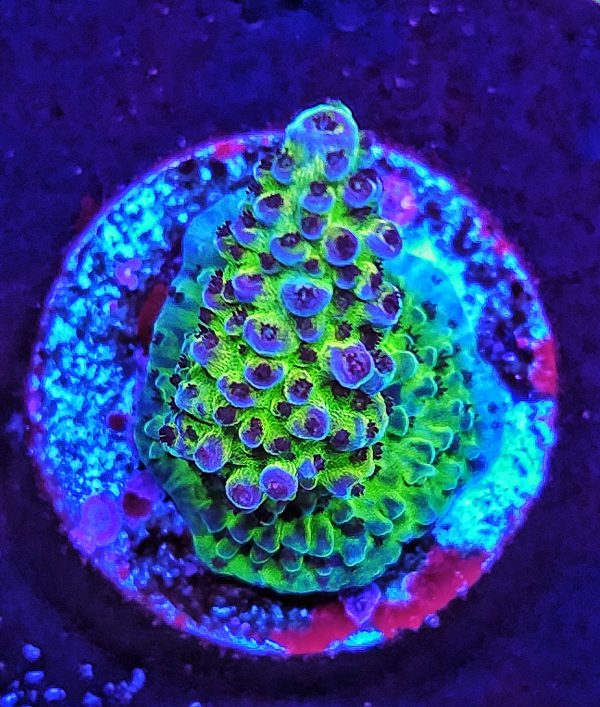 Acropora Hyacinthus WYSIWYG