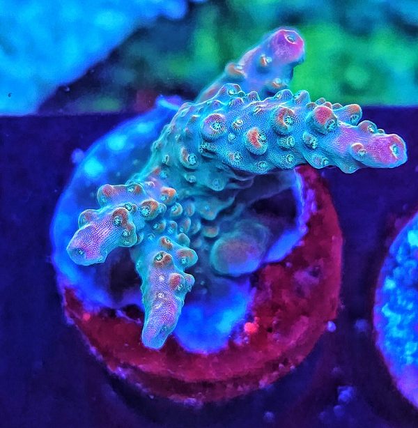 Acropora TK Rainbow Loom WYSIWYG