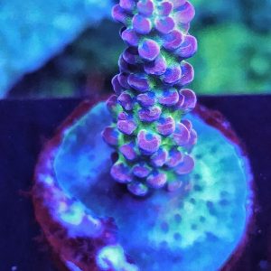 Acropora Rainbow Houdini WYSIWYG